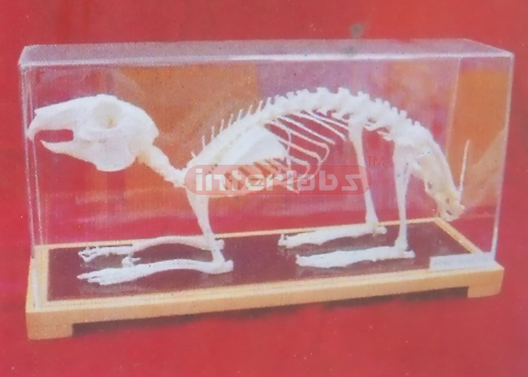 RABBIT SKELETON